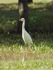 Obraz premium Heron is in the park.