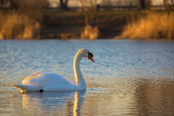 Fototapeta na wymiar Mute swan swimming on a lake