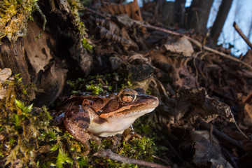 rana dalmatina
