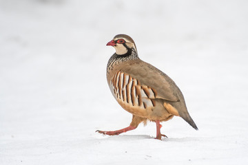pernice rossa