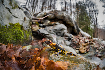 salamandra pezzata