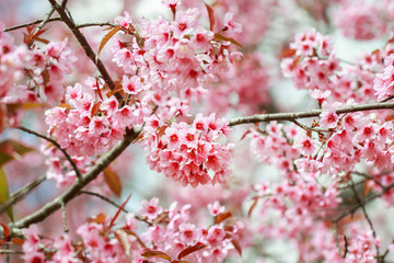 Wild Himalayan Cherry Blossoms in spring season (Prunus cerasoides), Sakura in Thailand, selective focus, Phu Lom Lo, Loei, Thailand.