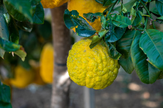 Etrog or Yellow citron or Citrus medica used by Jewish people during the holiday of Sukkot - growing at greenhouse