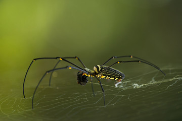 Golden Orb-weaver/Nephila maculata