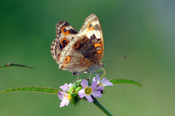 butterflies, butterfly, beautiful butterfly, butterflies perch on flowers,
