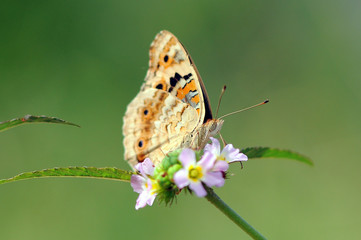 Obraz premium butterflies, butterfly, beautiful butterfly, butterflies perch on flowers,