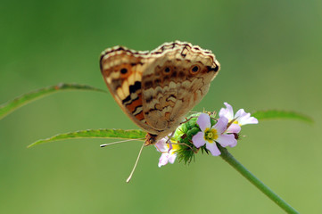 butterflies, butterfly, beautiful butterfly, butterflies perch on flowers,