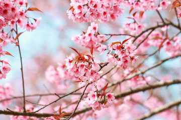Wild Himalayan Cherry Blossoms in spring season (Prunus cerasoides), Sakura in Thailand, selective focus, Phu Lom Lo, Loei, Thailand.