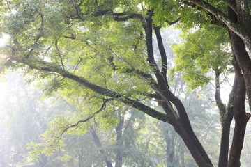 Fototapeta premium tree in forest