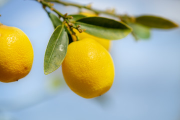 Yellow Kumquats (small oranges) growing. Southern Israel