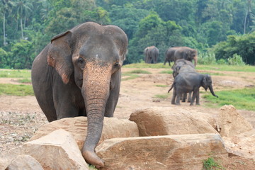 elephant travelling