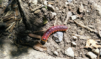 Big caterpillar of Cossus cossus.