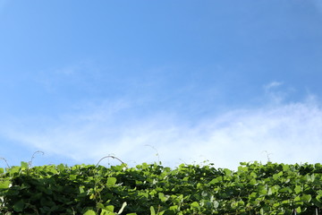 Fototapeta na wymiar Summer blue sky and grove, Green leaves background