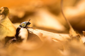 scarabeo stercoraro