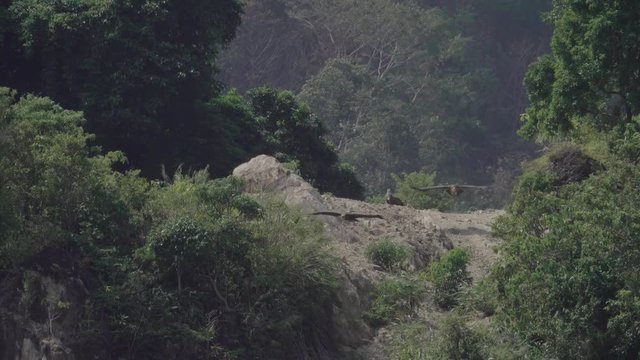 Huge vulture in flight in the heat of sunlight. Himalayan griffon of three flying out in a row from the cliff and soaring  with fully wingspan toward a photographer,4K video .