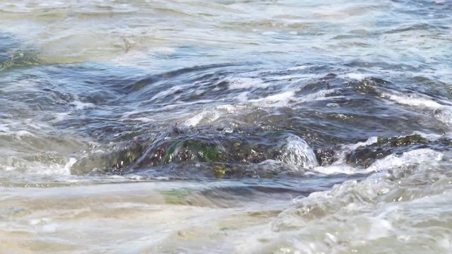 Bladder wrack, fucus vesiculosus  sea algae on rock surrounded by sea water. Brown alga edible seaweed