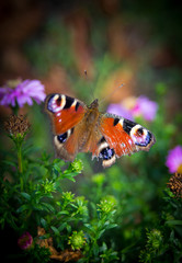 Fototapeta na wymiar Butterfly with ragged wings