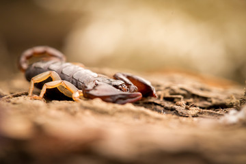 scorpione