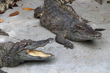 group of crocodile on the river bank