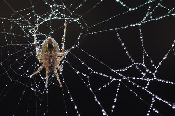 spiders in the net © IKA SYAFITRI