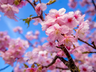 【静岡県伊豆の国市】満開の桜【城山桜】