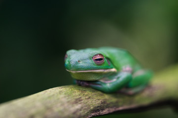 Grüner Frosch auf Ast