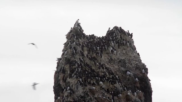 Brunnich's guillemot colony standing 