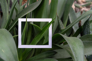 White square frame on beautiful aloe plant
