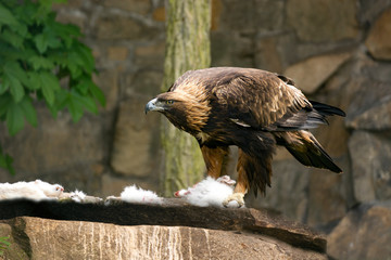 Raubvogel