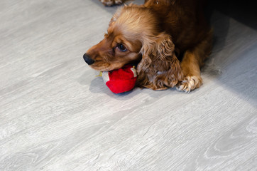 Funny, funny and naughty dog breed Cocker Spaniel tore a toy