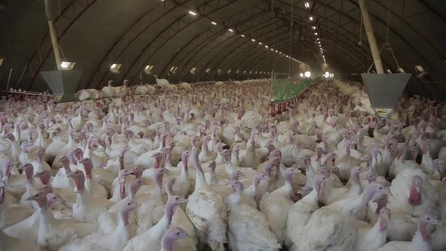 Poultry farm turkey stock. Turkey farming food industry. 