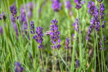 close-up, purple flowers and lavender branches in summer
