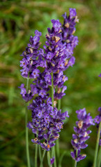 close-up, purple flowers and lavender branches in summer