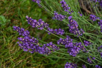 close-up, purple flowers and lavender branches in summer