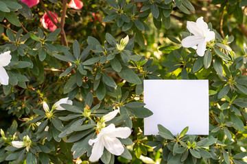 Photo of blooming flowers with white paper blank in light orangery