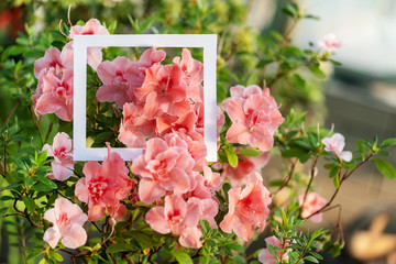 Photo of blooming flowers with white paper frame in light orangery