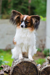 Portrait of a papillon purebreed dog