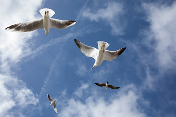 seagulls in the sky in the background