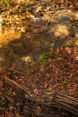 Fototapeta premium Snir nature reserve, Israel