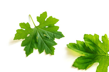 Two bitter melon leaves on white background