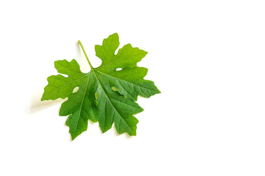 Bitter Melon Leaf On White Background