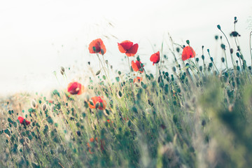 Naklejka premium Poppies flowers and other plants in the field