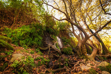 trees at Snir nature reserve, Israel