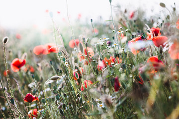 Poppies flowers and other plants in the field