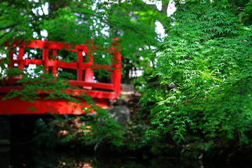 Early summer landscape of Japanese garden with fresh green maple