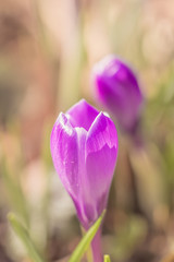 Purple Crocus spring