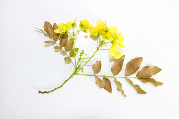 Obraz premium Golden shower Close up