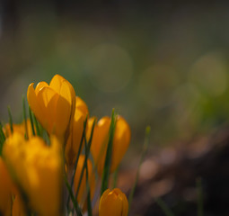 Yellow crocus Spring 2019