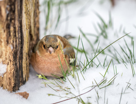 Red Robbin in the Snow