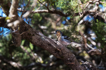Closeup of colorful Madeiran chaffinch
